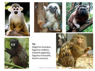 Titi 
(Saguinus leucopus, 
Saguinus oedipus, 
Cebuella pygmaea, 
Saguinus fuscicollis, 
Saimiri sciureus) 
Profesora Luz Adriana Cruz H 
 