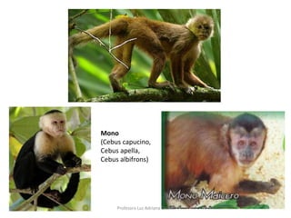 Mono 
(Cebus capucino, 
Cebus apella, 
Cebus albifrons) 
Profesora Luz Adriana Cruz H 
 