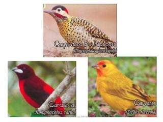 Profesora Luz Adriana Cruz H 
 