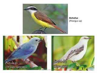 Bichofue 
(Pitangus sp) 
Profesora Luz Adriana Cruz H 
 