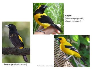 Turpial 
(Icterus nigrogularis, 
icterus chrysater) 
Arrendajo (Cacicus cela) 
Profesora Luz Adriana Cruz H 
 