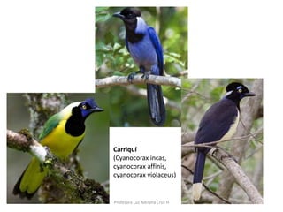 Carriquí 
(Cyanocorax incas, 
cyanocorax affinis, 
cyanocorax violaceus) 
Profesora Luz Adriana Cruz H 
 