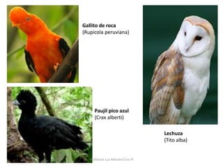 Gallito de roca 
(Rupicola peruviana) 
Lechuza 
(Tito alba) 
Paujil pico azul 
(Crax alberti) 
Profesora Luz Adriana Cruz H 
 
