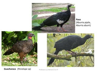 Pava 
(Aburria pipile, 
Aburria aburri) 
Guacharaca (Penelope sp) Profesora Luz Adriana Cruz H 
 