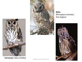 Búho 
(Rhinoptynx clamator, 
Asio stygius) 
Currucucú (Otus choliba) 
Profesora Luz Adriana Cruz H 
 