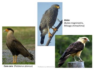 Alcón 
(Buteo magnirostris, 
Milvago chimachima) 
Cara cara (Polyborus plancus) Profesora Luz Adriana Cruz H 
 