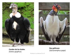 Condor de los Andes 
(Vultur gryphus) 
Rey gallinazo 
(Sarcoramphus papa) 
Profesora Luz Adriana Cruz H 
 