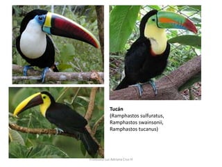 Tucán 
(Ramphastos sulfuratus, 
Ramphastos swainsonii, 
Ramphastos tucanus) 
Profesora Luz Adriana Cruz H 
 