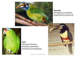 Tucaneta 
(Pteroglossus castanotis, 
Aulacorhynchus prasinus) 
Lora 
(Amazona farinosa, 
Amazona autumnalis, 
Amazonas ochrocephala) 
Profesora Luz Adriana Cruz H 
 