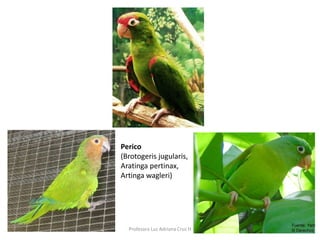 Perico 
(Brotogeris jugularis, 
Aratinga pertinax, 
Artinga wagleri) 
Profesora Luz Adriana Cruz H 
 