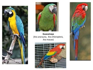Guacamaya 
(Ara ararauna, Ara chloroptera, 
Ara macao) 
Profesora Luz Adriana Cruz H 
 