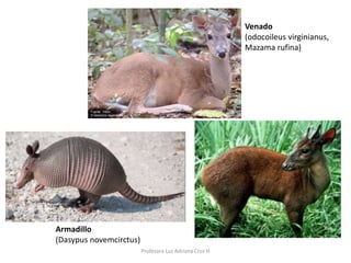 Venado 
(odocoileus virginianus, 
Mazama rufina) 
Armadillo 
(Dasypus novemcirctus) 
Profesora Luz Adriana Cruz H 
 