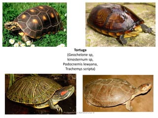Tortuga 
(Geochelone sp, 
kinosternum sp, 
Podocnemis lewyana, 
Trachemys scripta) 
Profesora Luz Adriana Cruz H 
 