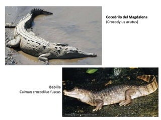 Babilla 
Caiman crocodilus fuscus 
Cocodrilo del Magdalena 
(Crocodylus acutus) 
Profesora Luz Adriana Cruz H 
 