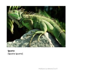 Iguana 
(Iguana iguana) 
Profesora Luz Adriana Cruz H 
 