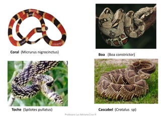Profesora Luz Adriana Cruz H 
Boa (Boa constrictor) 
Coral (Micrurus nigrocinctus) 
Toche (Spilotes pullatus) 
Cascabel (Crotalus sp) 
