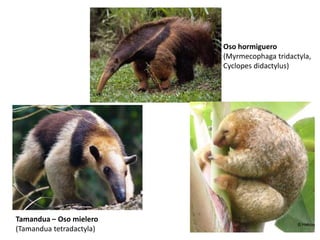 Oso hormiguero 
(Myrmecophaga tridactyla, 
Cyclopes didactylus) 
Tamandua – Oso mielero 
(Tamandua tetradactyla) 
 