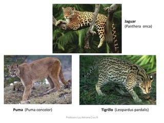 Jaguar 
(Panthera onca) 
Puma (Puma concolor) 
Profesora Luz Adriana Cruz H 
Tigrillo (Leopardus pardalis) 
 