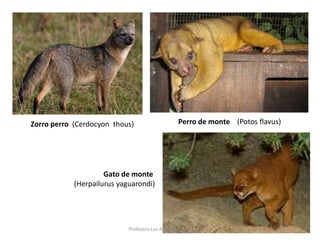 Zorro perro (Cerdocyon thous) Perro de monte (Potos flavus) 
Gato de monte 
(Herpailurus yaguarondi) 
Profesora Luz Adriana Cruz H 
 