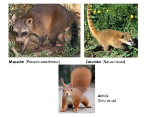 Mapache (Procyon cancrivorus) Cusumbo (Nasua nasua) 
Profesora Luz Adriana Cruz H 
Ardilla 
(Sciurus sp) 
 