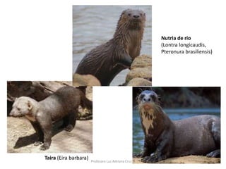 Nutria de rio 
(Lontra longicaudis, 
Pteronura brasiliensis) 
Taira (Eira barbara) 
Profesora Luz Adriana Cruz H 
 