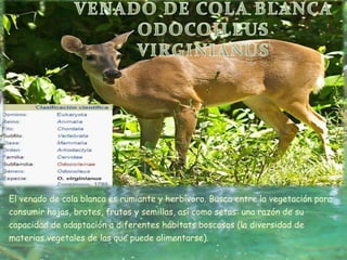 El venado de cola blanca es rumiante y herbívoro. Busca entre la vegetación para
consumir hojas, brotes, frutos y semillas, así como setas: una razón de su
capacidad de adaptación a diferentes hábitats boscosos (la diversidad de
materias vegetales de las que puede alimentarse).
 