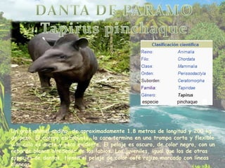 Un gran animal andino, de aproximadamente 1.8 metros de longitud y 200 kg
de peso. El cuerpo es robusto, la cara termina en una trompa corta y flexible
y la cola es corta y poco evidente. El pelaje es oscuro, de color negro, con un
reborde blanco alrededor de los labios. Los juveniles, igual que los de otras
especies de dantas, tienen el pelaje de color café rojizo marcado con líneas
blancas.
 