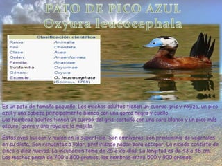 Es un pato de tamaño pequeño. Los machos adultos tienen un cuerpo gris y rojizo, un pico
azul y una cabeza principalmente blanca con una gorra negra y cuello.
Las hembras adultas tienen un cuerpo del gris-castaño con una cara blanca y un pico más
oscuro, gorra y una raya de la mejilla.
Estas aves bucean y nadan en la superficie. Son omnívoras, con predominio de vegetales
en su dieta. Son renuentes a volar, prefiriendo nadar para escapar. La nidada consiste de
cinco a diez huevos. La incubación toma de 25 a 26 días. La longitud es de 43 a 48 cm.
Los machos pesan de 700 a 800 gramos, las hembras entre 500 y 900 gramos.
 