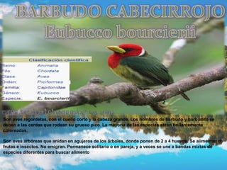 Son aves regordetas, con el cuello corto y la cabeza grande. Los nombres de barbudo y barbudito se
deben a las cerdas que rodean su grueso pico. La mayoría de las especies están brillantemente
coloreadas.
Son aves arbóreas que anidan en agujeros de los árboles, donde ponen de 2 a 4 huevos. Se alimentan de
frutas e insectos. No emigran. Permanece solitario o en pareja, y a veces se une a bandas mixtas de
especies diferentes para buscar alimento
 