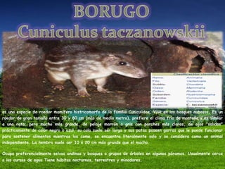 es una especie de roedor mamífero histricomorfo de la familia Cuniculidae. Vive en los bosques nubosos, Es un
roedor de gran tamaño entre 30 y 60 cm (más de medio metro), prefiere el clima frío de montaña y es similar
a una rata, pero mucho más grande, de pelaje marrón o gris con parches más claros, de ojos "salidos"
prácticamente de color negro o azul, su cola suele ser larga y sus patas poseen garras que le puede funcionar
para sostener alimentos mientras los come, se encuentra literalmente solo y se considera como un animal
independiente. La hembra suele ser 10 ó 20 cm más grande que el macho.
Ocupa preferencialmente selvas andinas y bosques o grupos de árboles en algunos páramos. Usualmente cerca
a los cursos de agua Tiene hábitos nocturnos, terrestres y minadores.
 