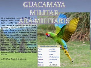 es la guacamaya verde, de 70-80 cm de
longitud, color verde olivo en todo su
cuerpo, frente y cola roja, alas verdes con
tonos verdes y amarillentos en la parte
superior y azules y rojos en la parte
posterior. Tiene un amarillo brillante bajo
las alas y la cola, Su alimentación de basa
de frutos, nueces, flores y néctar. A veces
se alimenta de fruta verde y de nueces
que otros animales no consumen. También
consumen arcilla de algunos bancos
ribereños. Igualmente se alimentan de
girasol, de trigo, de maíz, de arroz y
semillas de cáñamo, Estas especies han ido
desapareciendo, debido a la pérdida de su
hábitat
y el tráfico ilegal de la especie.
 