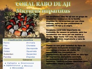 las serpientes rabo de ají son un grupo de
serpientes venenosas de la familia
Elapidae Se caracterizan por sus vivos
colores, entre los que predominan el
amarillo, el rojo y el negro.
Serpiente coral más importante de
Colombia. Su veneno es potente, pero los
accidentes son raros por ser mansa y
tímida. Mide hasta 124 cms. Su veneno
produce parálisis respiratoria y cara de
borracho.
Habita en una gran variedad de tipos de
vegetación incluyendo bosque bajo
montañoso y bosque de niebla. Es
encontrada con frecuencia en
plantaciones de café así como en otro tipo
de vegetación secundaria asociada
normalmente con los asentamientos
humanos. También ha sido reportada para
matorrales secos y rocosos.
 
