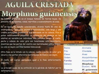 Su hábitat preferido es el bosque húmedo de tierras bajas. Se
alimenta de serpientes, ranas, martillas y ocasionalmente de aves.
Es un águila de tamaño considerable, alcanza hasta 81 cms de
envergadura. Tiene alas anchas y redondeadas, cola larga y una
cresta puntiaguda prominente que sobresale en su cabeza. Pico y
patas relativamente pequeños. La coloración del plumaje en los
adultos es variable.Los individuos más comunes tienen el cuello,
pecho y cabeza de color gris con tonalidades café amarillento,
mientras que las partes del vientre son barreteadas café y blanco.
La cola es negra con tres bandas blancuzcas.
Otra fase es la listada con la cabeza, cuello y pecho de color gris
oscuro y las partes inferiores barreteadas de blanco con negro.
El resto del cuerpo permanece igual a la fase anteriormente
descrita.
La principal causa de su extinción es la pérdida de hábitat por la
deforestación.
 