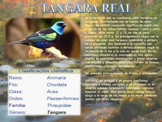 se caracteriza por su resaltante color turquesa en
la cabeza contrastando con su cuerpo de color
negro. Su epíteto cyanicollis significa de cuello azul
y deriva de las raíces latinas cyaneus = azul y collis
= cuello. Mide entre 12 y 13 cm con un peso
promedio de 15.5 g. Es principalmente negra con la
cabeza de color azul turquesa cambiante a púrpura
en la garganta. Sus hombros y la rabadilla son
verde platinado lustroso a dorado quemado según la
incidencia de la luz y la cola es verde azul. En los
individuos inmaduros la coloración es más opaca.
Habita en pastizales enmalezados y áreas abiertas
con árboles y arbustos dispersos, bordes de bosque,
plantaciones y bosques secundarios .
Se alimenta principalmente de frutas y artrópodos.
Solitaria, en parejas o en grupos familiares,
forrajea a alturas variables y en ocasiones se le
observa volando torpemente intentando capturar
insectos al vuelo. Muy pocas veces cuelga cabeza
abajo a lo largo de las ramas o se ve en bandadas
mixtas con otras tángaras
 
