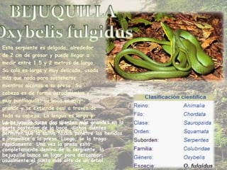 Esta serpiente es delgada, alrededor
de 2 cm de grosor y puede llegar a
medir entre 1.5 y 2 metros de largo.
Su cola es larga y muy delicada, usada
más que nada para sostenerse
mientras alcanza a su presa. Su
cabeza es de forma aerodinámica y
muy puntiaguda; su boca es muy
grande y se extiende casi a través de
toda su cabeza. La lengua es larga y
verde y cuando en uso la mantiene
afuera moviéndola de arriba abajo.
La bejuquilla tiene dos dientes más grandes en la
parte posterior de la boca, dichos dientes
permiten que la saliva tóxica penetre las heridas
e inmovilice a la presa. Luego, se la traga
rápidamente. Una vez la presa está
completamente dentro de la serpiente, la
bejuquilla busca un lugar para descansar,
usualmente el punto más alto de un árbol.
 