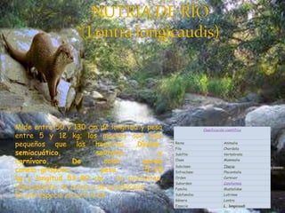 Clasificación científica
Reino Animalia
Filo Chordata
Subfilo: Vertebrata
Clase Mammalia
Subclase: Theria
Infraclase: Placentalia
Orden Carnivor
Suborden: Caniformia
Familia Mustelidae
Subfamilia: Lutrinae
Género Lontra
Especie L. longicaudi
Mide entre 50 y 130 cm de longitud y pesa
entre 5 y 12 kg; los machos son más
pequeños que las hembras. ,Diurno,
semiacuático, solitario y
carnívoro. De color pardo
canela-grisáceo, peso 5-15
kg y longitud 53-80 cm. Se alimentan,
básicamente, de peces y de crustáceos.
Es una especie en extinción
 