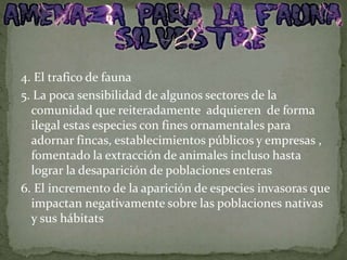 4. El trafico de fauna
5. La poca sensibilidad de algunos sectores de la
comunidad que reiteradamente adquieren de forma
ilegal estas especies con fines ornamentales para
adornar fincas, establecimientos públicos y empresas ,
fomentado la extracción de animales incluso hasta
lograr la desaparición de poblaciones enteras
6. El incremento de la aparición de especies invasoras que
impactan negativamente sobre las poblaciones nativas
y sus hábitats
 
