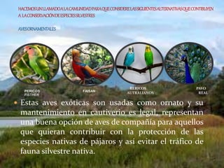 PERICOS FAISAN
FISTHER
 Estas aves exóticas son usadas como ornato y su
mantenimiento en cautiverio es legal, representan
una buena opción de aves de compañía para aquellos
que quieran contribuir con la protección de las
especies nativas de pájaros y así evitar el tráfico de
fauna silvestre nativa.
RERICOS PAVO
AUTRALIANOS REAL
 