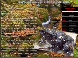 Clasificación
científica
Reino: Animalia
Filo: Chordata
Clase: Amphibia
Orden: Anura
Suborden: Neobatrachia
Familia: Dendrobatidae
Género: Oophaga
Especie: Oophga.
histrionicus
El sapo arlequín negro es una especie en
peligro crítico de extinción debido a la
destrucción de su hábitat.
Su cuerpo alcanza una longitud entre 36 y 42
mm. Es una especie muy llamativa por su
gran colorido, generalmente con manchas
anaranjadas o también amarillas, rojas,
blancas o azules, sobre negro brillante,
marrón o azul. La piel es lisa y
abundantemente provista de glándulas
productoras de veneno.
Cuando es adulta se alimentan de insectos,
en especial hormigas, ácaros y otros
pequeños artrópodos, ayudando a mantener
el equilibrio natural. Secreta una sustancia
viscosa venenosa cuando es sometida
a estrés, la cual puede causar parálisis
respiratoria.
 