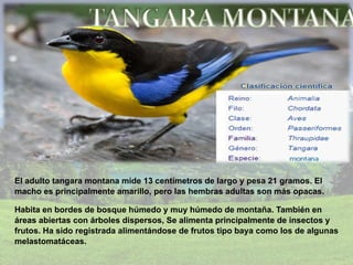 El adulto tangara montana mide 13 centímetros de largo y pesa 21 gramos. El
macho es principalmente amarillo, pero las hembras adultas son más opacas.
Habita en bordes de bosque húmedo y muy húmedo de montaña. También en
áreas abiertas con árboles dispersos, Se alimenta principalmente de insectos y
frutos. Ha sido registrada alimentándose de frutos tipo baya como los de algunas
melastomatáceas.
 