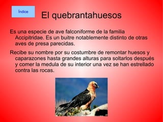 Es un súper depredador y se caracteriza por sus largos y puntiagudos colmillos, su amplia caja torácica y sus voluminosos músculos maseteros