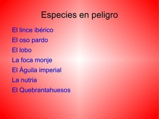 Especies en peligro El lince ibérico