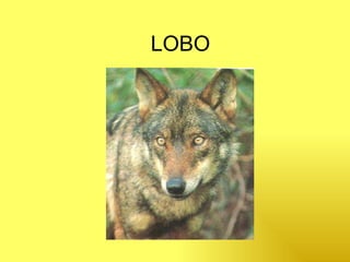 LOBO 