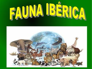 FAUNA IBÉRICA EN PELIGRO DE EXTINCIÓN REALIZADO POR: DANNY MONTERROSO SÁNCHEZ FAUNA IBÉRICA