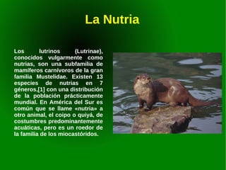 EL LOBO IBÉRICO El lobo ha sido perseguido desde siempre al ser considerado el principal enemigo del hombre .