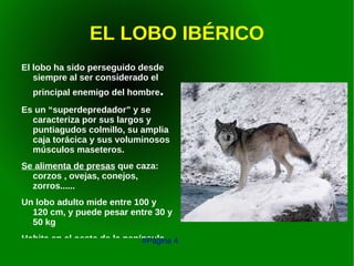 El oso Pardo