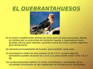 Es un “superdepredador ” y se caracteriza por sus largos y puntiagudos colmillos, su amplia caja torácica y sus voluminosos músculos. 