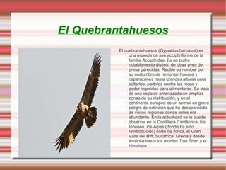 Es un “superdepredador” y se caracteriza por sus largos y puntiagudos colmillos su amplia caja torácica y sus voluminosos músculos maseteros. 