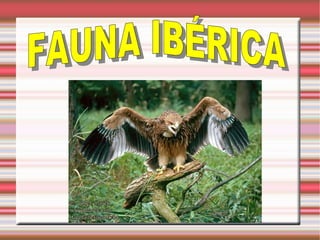 Esto es un trabajo para el taller de informática Fauna ibérica en peligro de extinción Pablo Fernández Casillas y Jesús Fernández Gao FAUNA IBÉRICA 