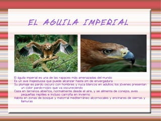 El quebrantahuesos. Nota: Existen muchas mas especies en peligro de extinción en la península ibérica como por ejemplo la avutarda, el urogallo, el erizo moruno, el topo ibérico, el desmán, la musaraña de osorio... 